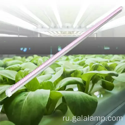 Увеличить рост саженцев с помощью полного спектра T5 Lighting